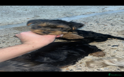Yorkshire Terrier dogs for sale: Beautiful Yorkshire terrier puppy’s  - Image 23