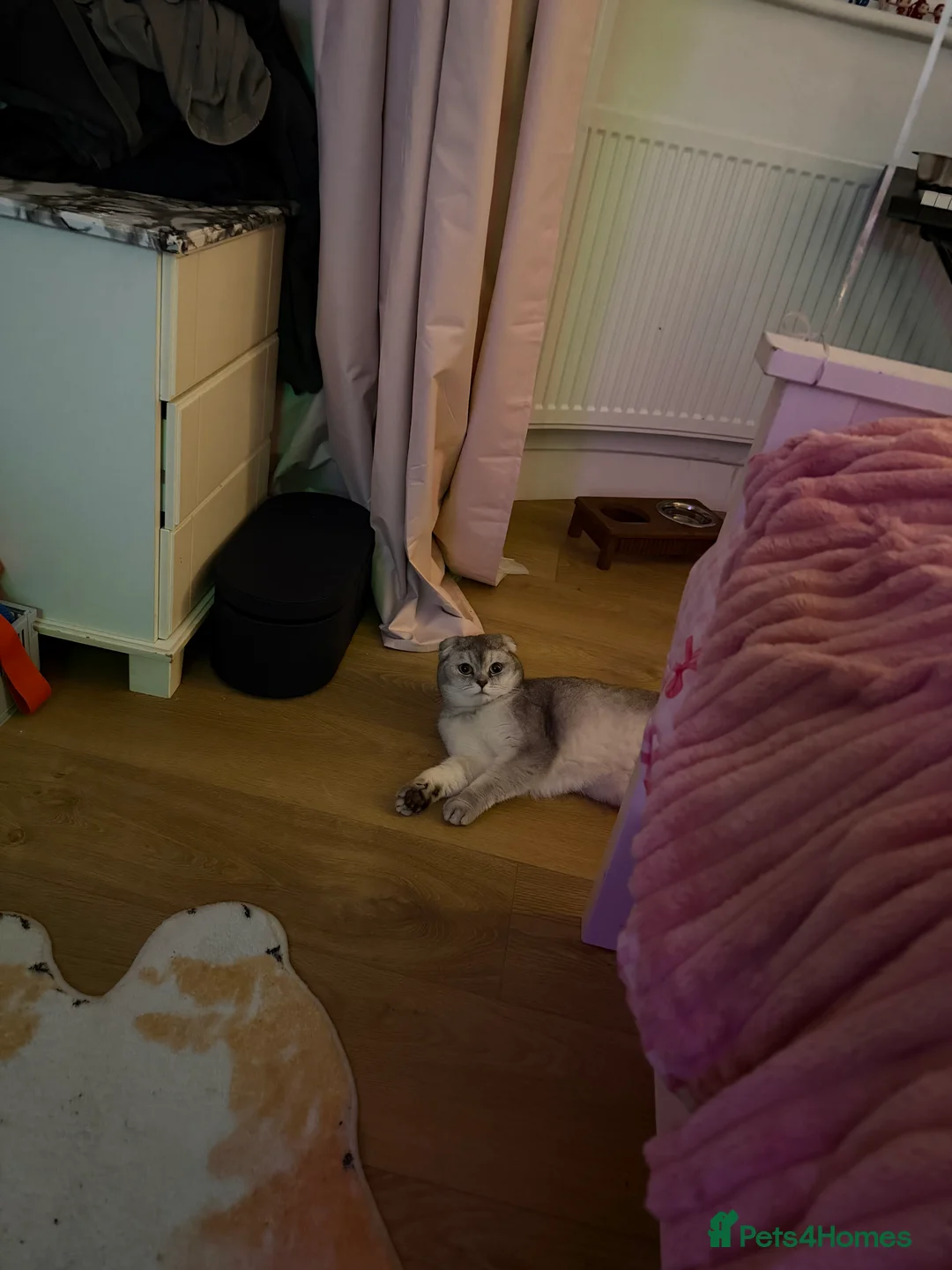 Scottish Fold cats for sale: Sweet boy Noah 20 months  - Advert 6