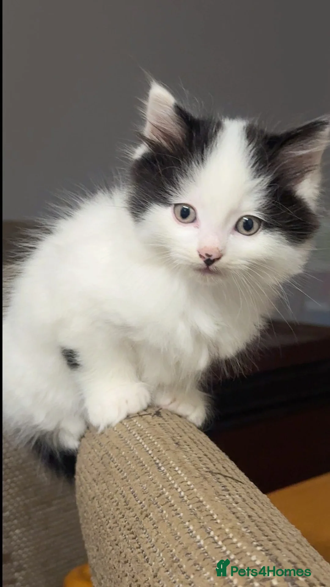 Mixed Breed cats for sale: Stunning long haired boys - Advert 2