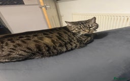 American Shorthair cats for sale: Lola  - Advert 6