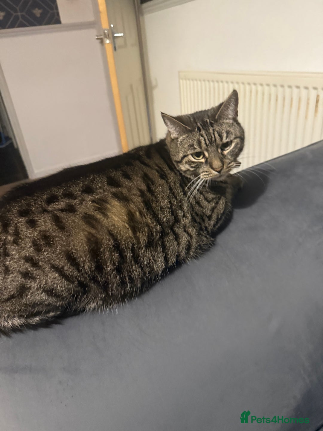 American Shorthair cats for sale: Lola  - Advert 6