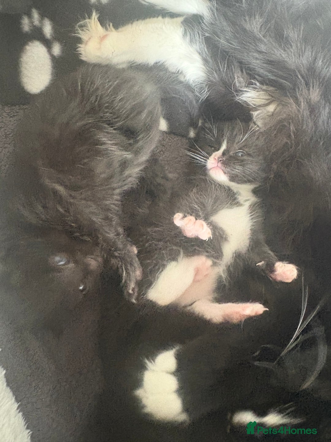 Mixed Breed cats for sale: Kittens for sale ❤️ - Advert 6