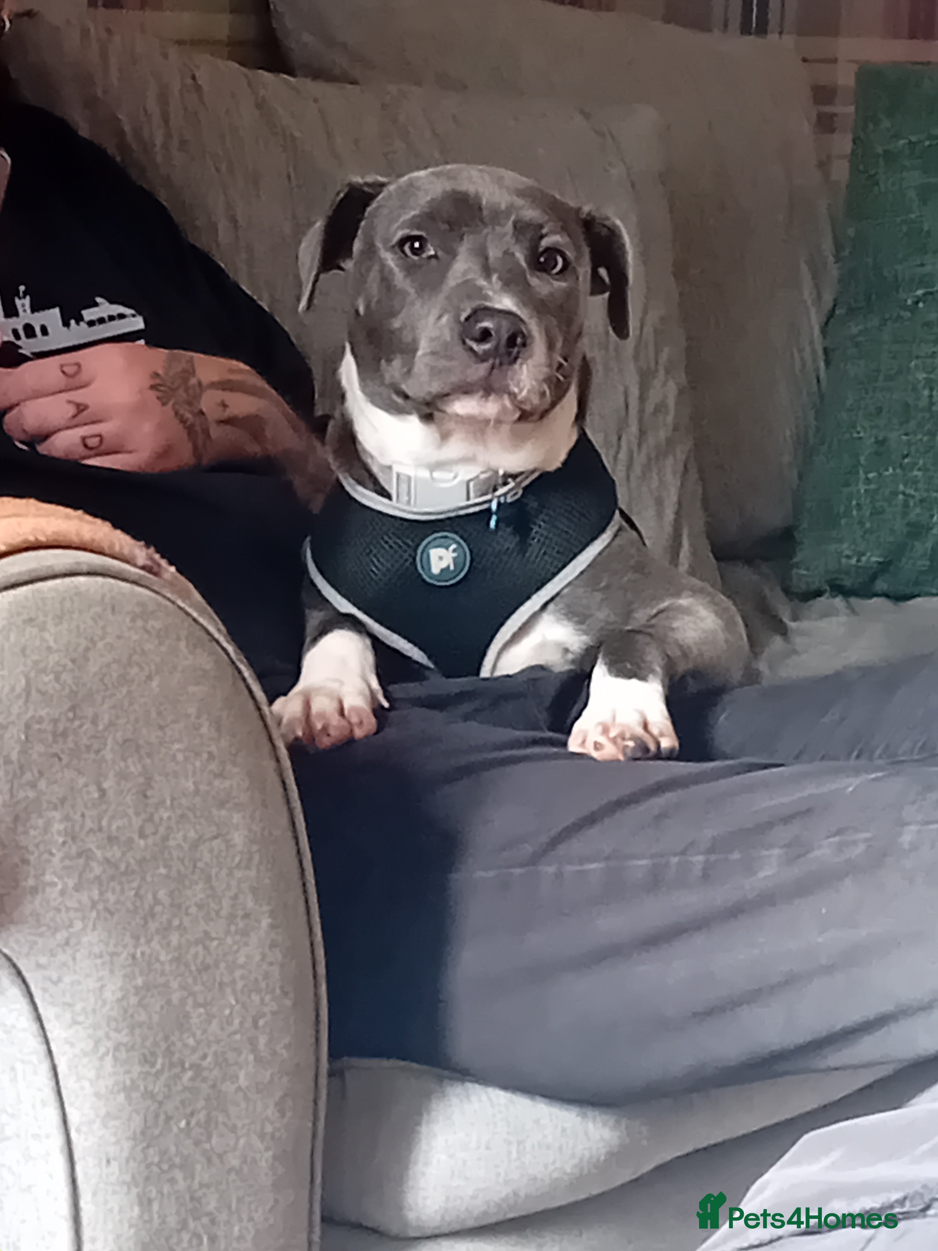 Staffordshire Bull Terrier dogs Male 9 month old blue staff puppy. - Advert 4