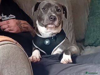 Staffordshire Bull Terrier dogs Male 9 month old blue staff puppy. - Advert 4