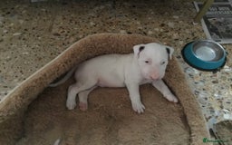 English Bull Terrier dogs for sale: English bull terrier  - Image 14