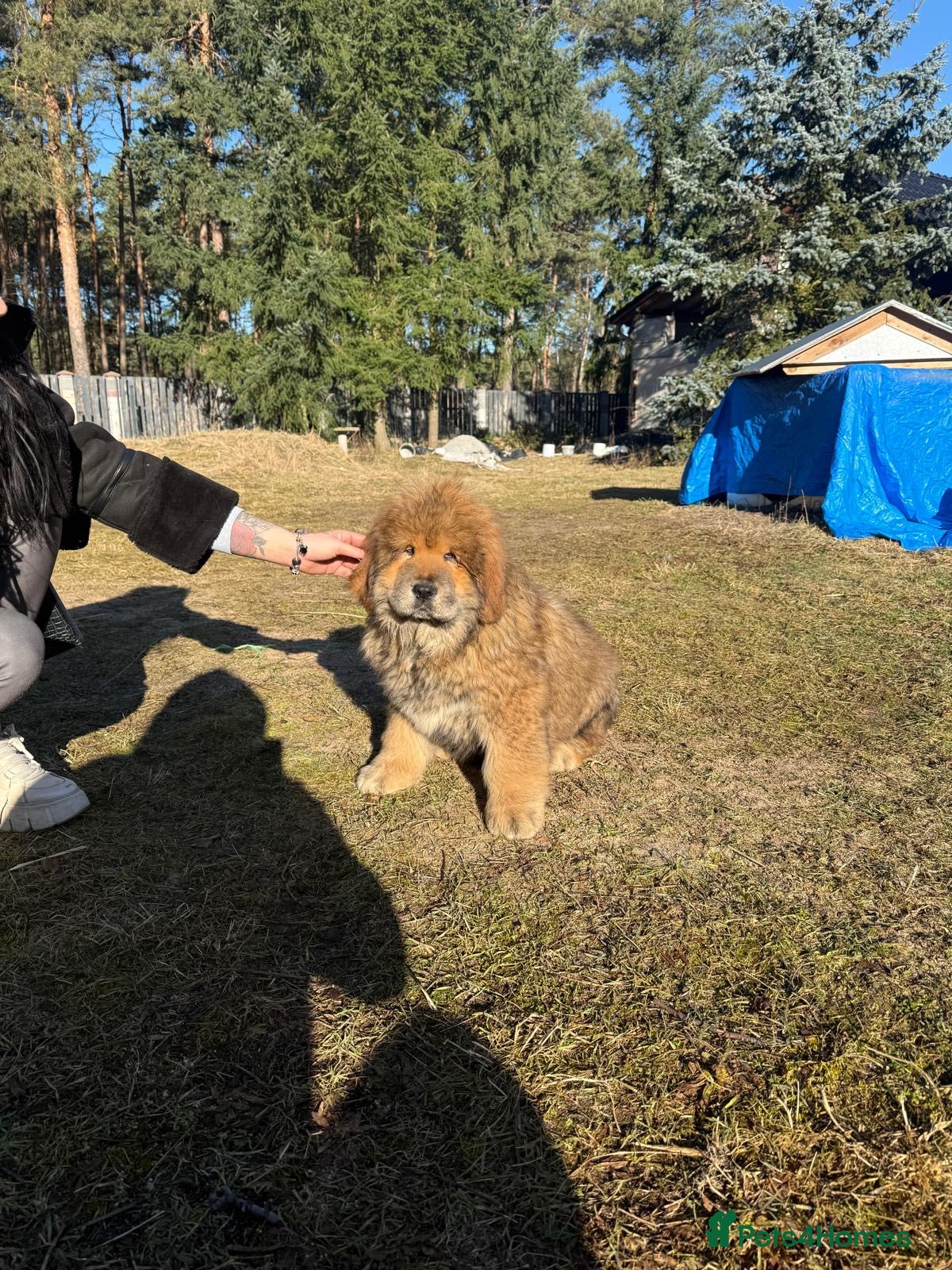 Tibetan Mastiff dogs Beautiful  girls - Advert 2