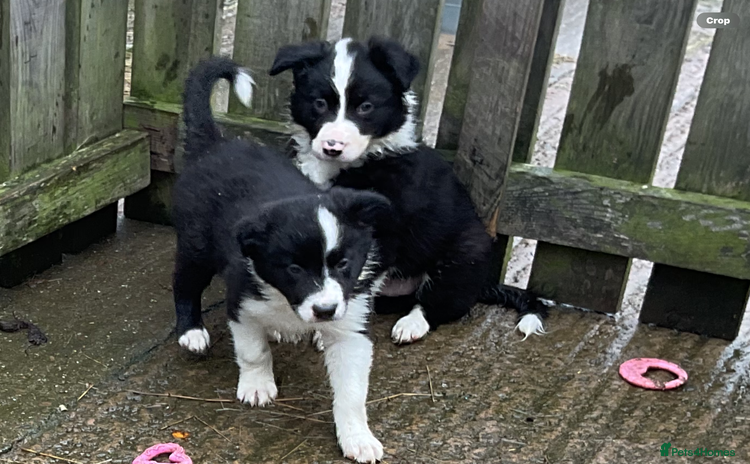 Border Collie dogs - Advert 14