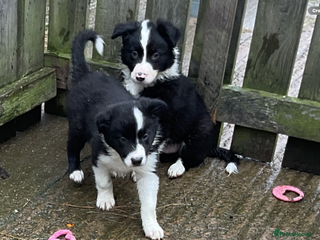 Border Collie dogs - Advert 9