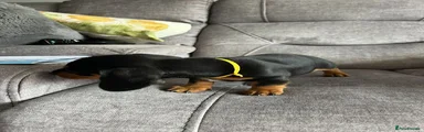 Puppy 3
