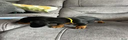 Miniature Dachshund dogs for sale: Miniature Dachshund Puppies in Dumfries - Advert 10