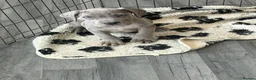Cane Corso dogs for sale: Cane corso pups ready now  in Dereham - Advert 18