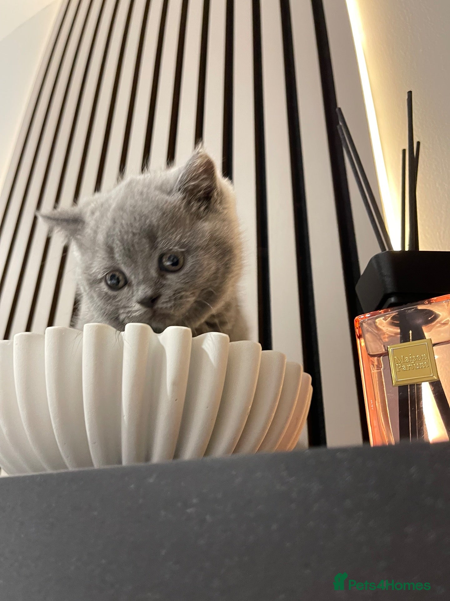 British Shorthair cats 💕🐾Last 2 Rare GORGEOUS PEDIGREE BSH KITTENS 🐱💕 - Advert 2