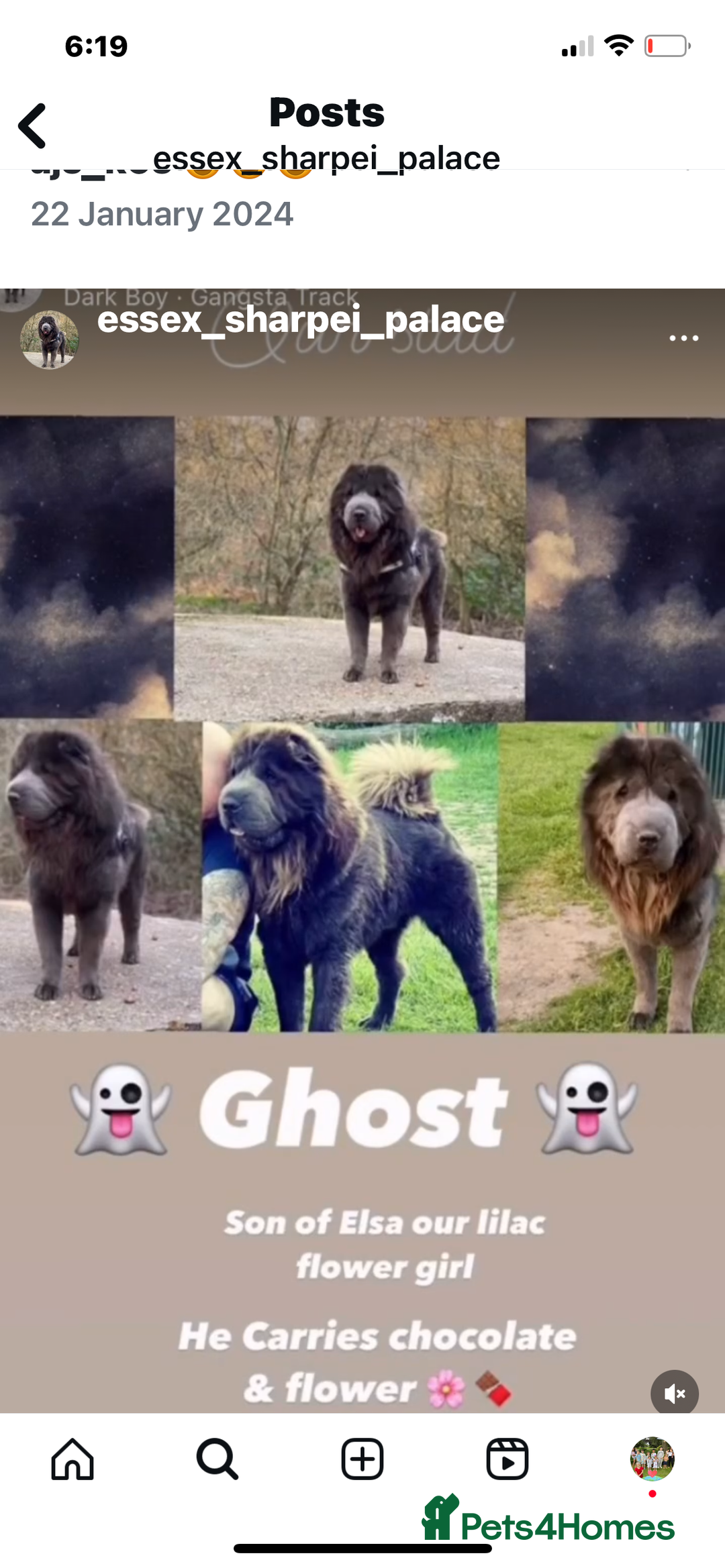 Shar Pei dogs for sale: Stunning litter of kc reg Shar Pei puppies  - Image 14