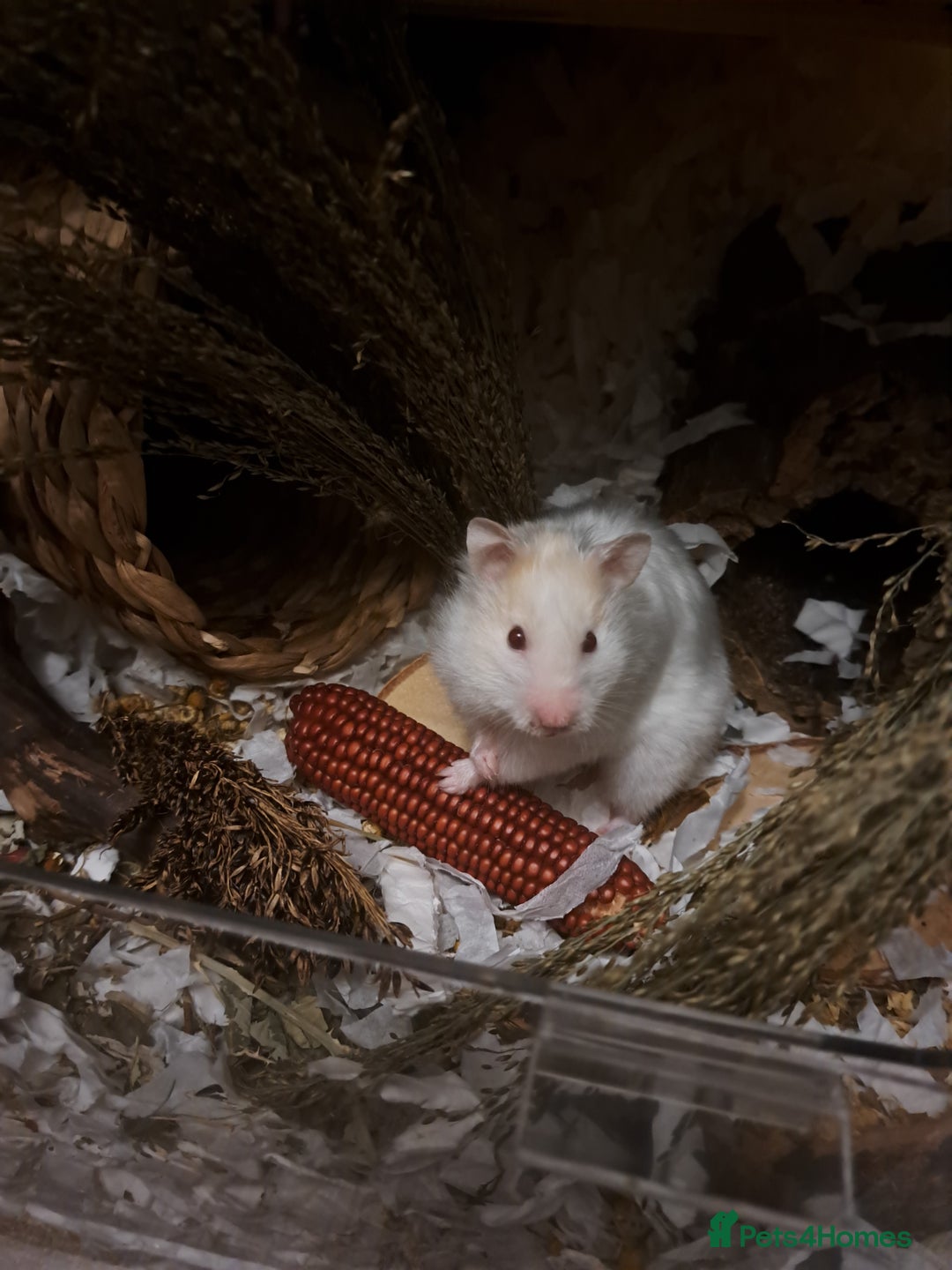 Hamster rodents for sale: Hamster for adoption  - Image 2