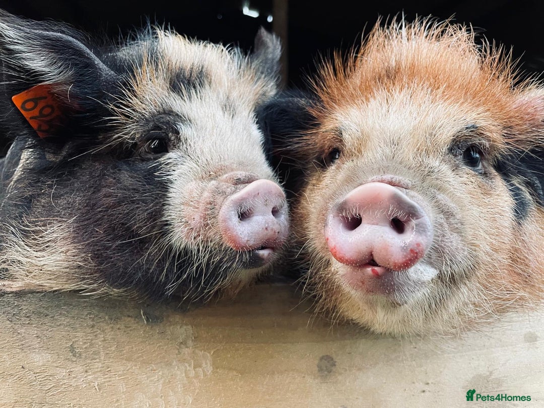Pig livestock for sale: 2 very friendly female Kune Kune pigs!  - Image 5