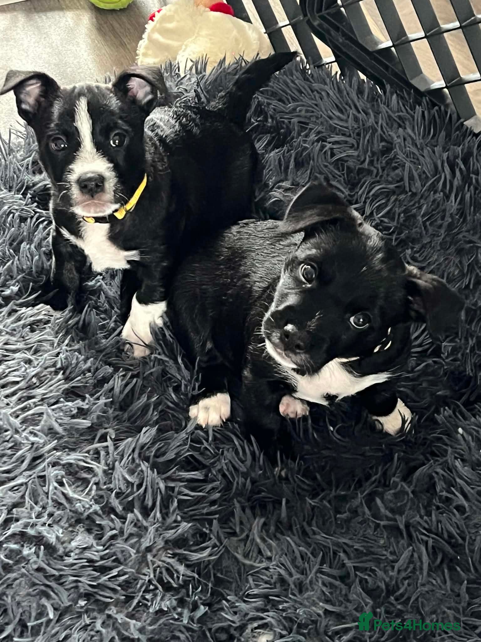 Jack Russell dogs Ready now..Jack Russellx highland terrier puppies - Advert 8