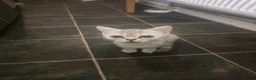 British Shorthair cats for sale: Mrs sarah l Eagle in Norwich - Advert 2