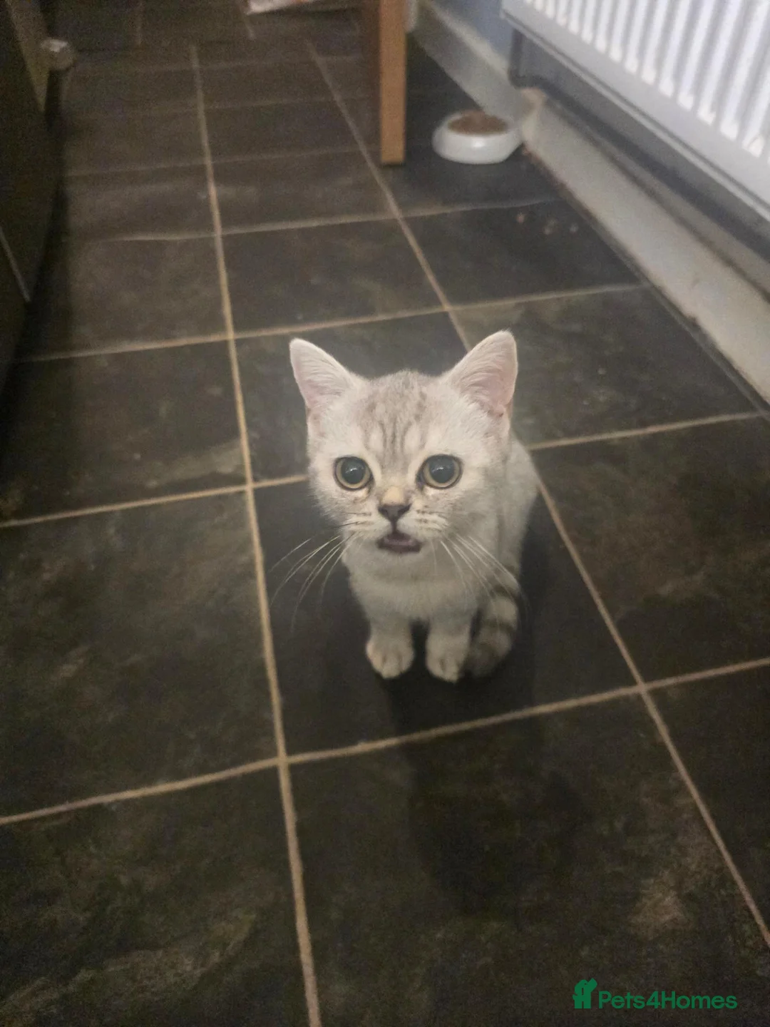 British Shorthair cats for sale: Mrs sarah l Eagle in Norwich - Advert 2