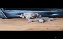 Dachshund dogs for sale: Mini dachshund forsale! - Image 2