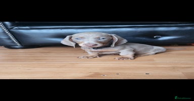 Dachshund dogs - Advert 6