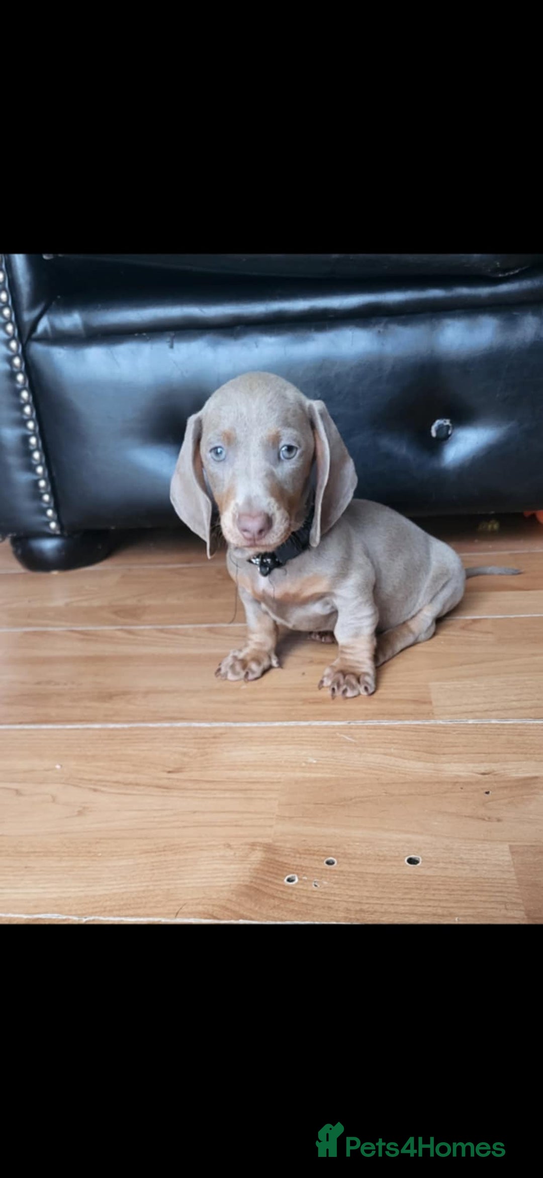 Dachshund dogs for sale: Mini dachshund forsale! - Image 2