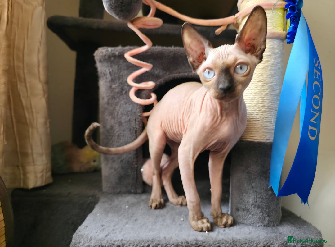 Sphynx cats for sale: 2 Sphynx Girls - Price For Both To Go Together - Image 6