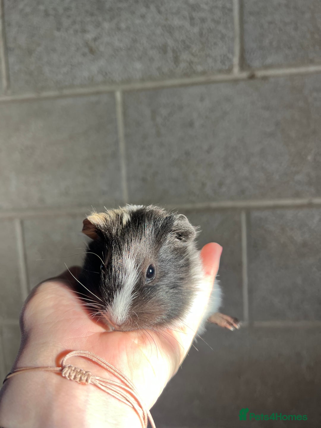 Guinea Pig rodents for sale: Three lovely boys looking for their forever home!  - Advert 14