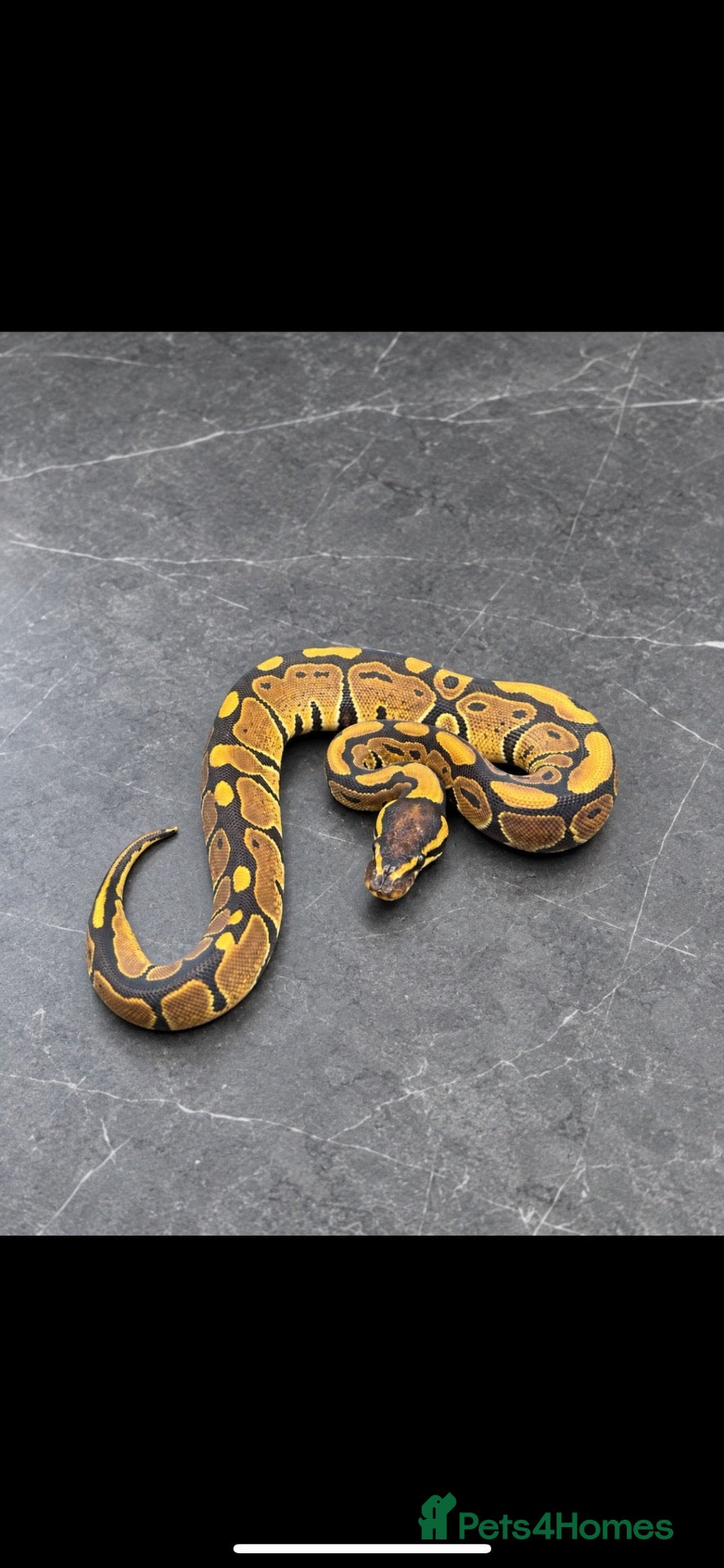 Python Snake reptiles Updated - Hatchling Ball Pythons.  - Advert 1