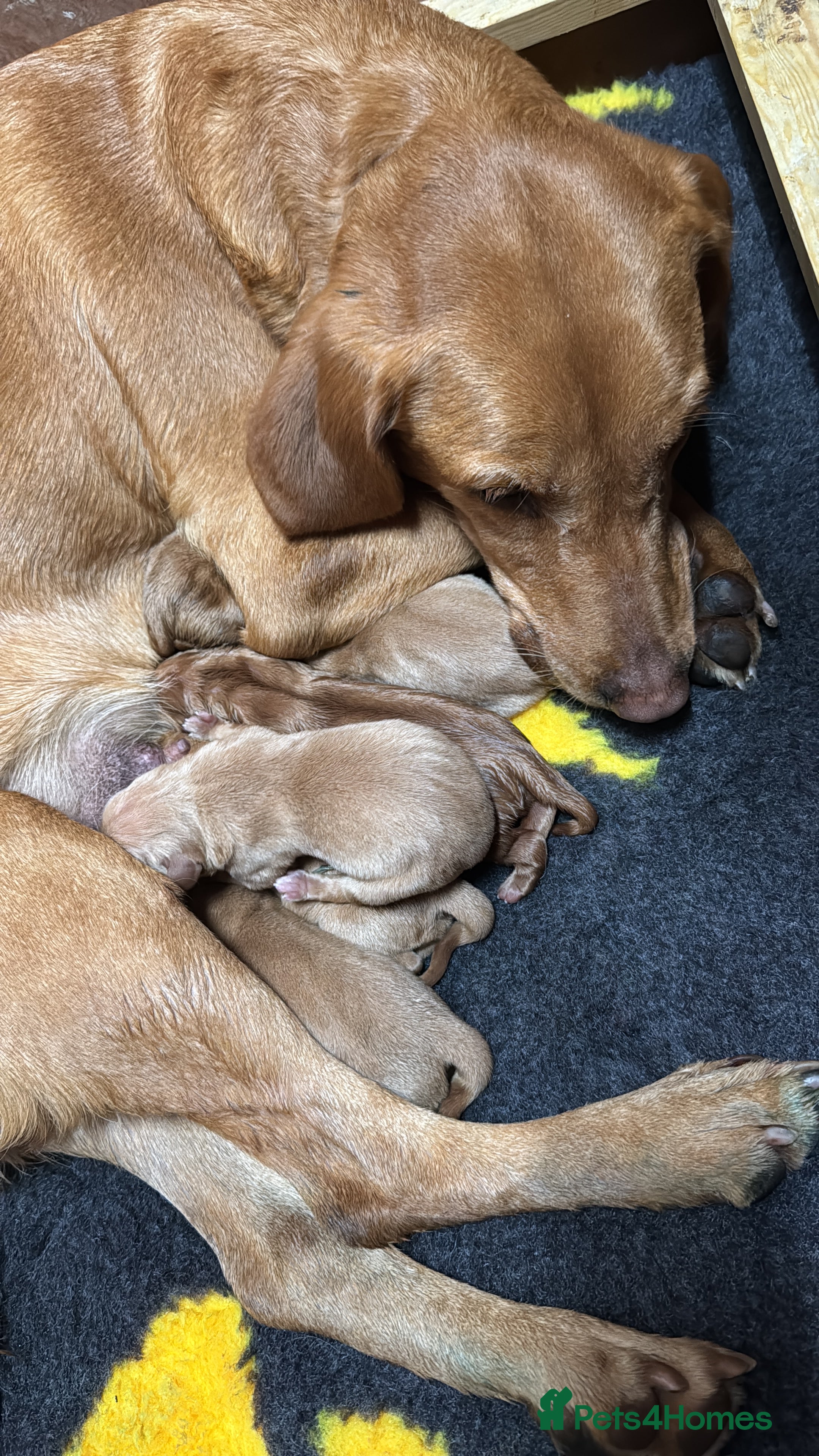 Labrador Retriever dogs FOX RED LABRADOR PUPPIES PARENTS HEALTH TESTED - Advert 2