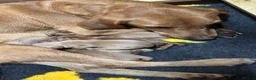 Labrador Retriever dogs for sale: FOX RED LABRADOR PUPPIES PARENTS HEALTH TESTED in Chepstow - Advert 2