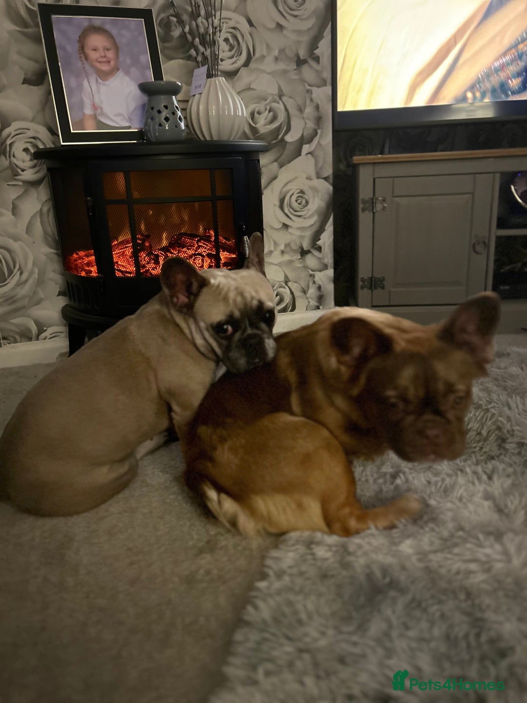 French Bulldog dogs for sale: French Fluffy Bulldogs 2 X Females  - Image 4