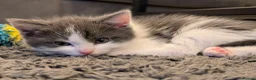 Mixed Breed cats for sale: Ragdoll cross with Tabby  - Advert 12