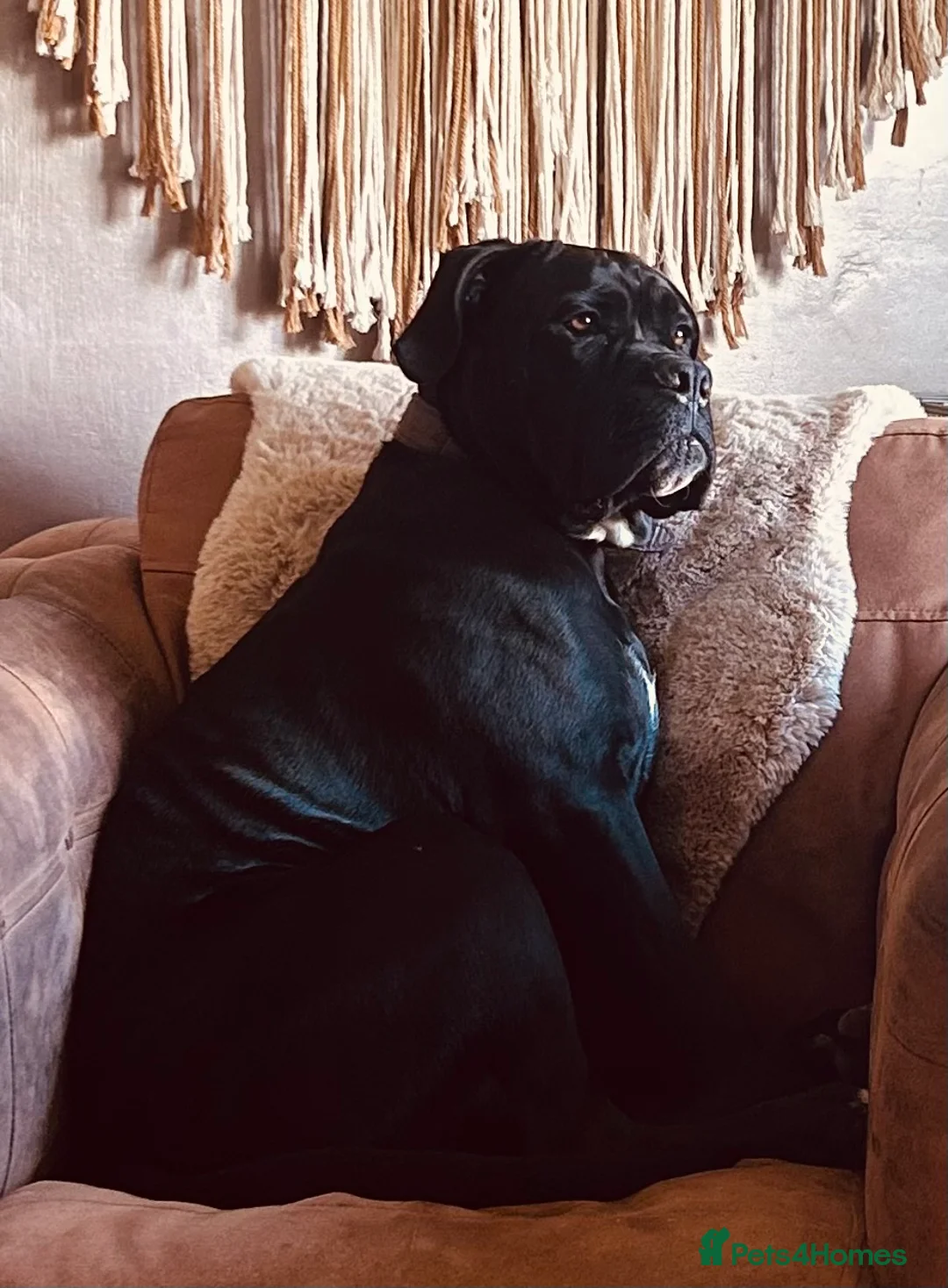 Cane Corso dogs for sale: Zeus  - Advert 12