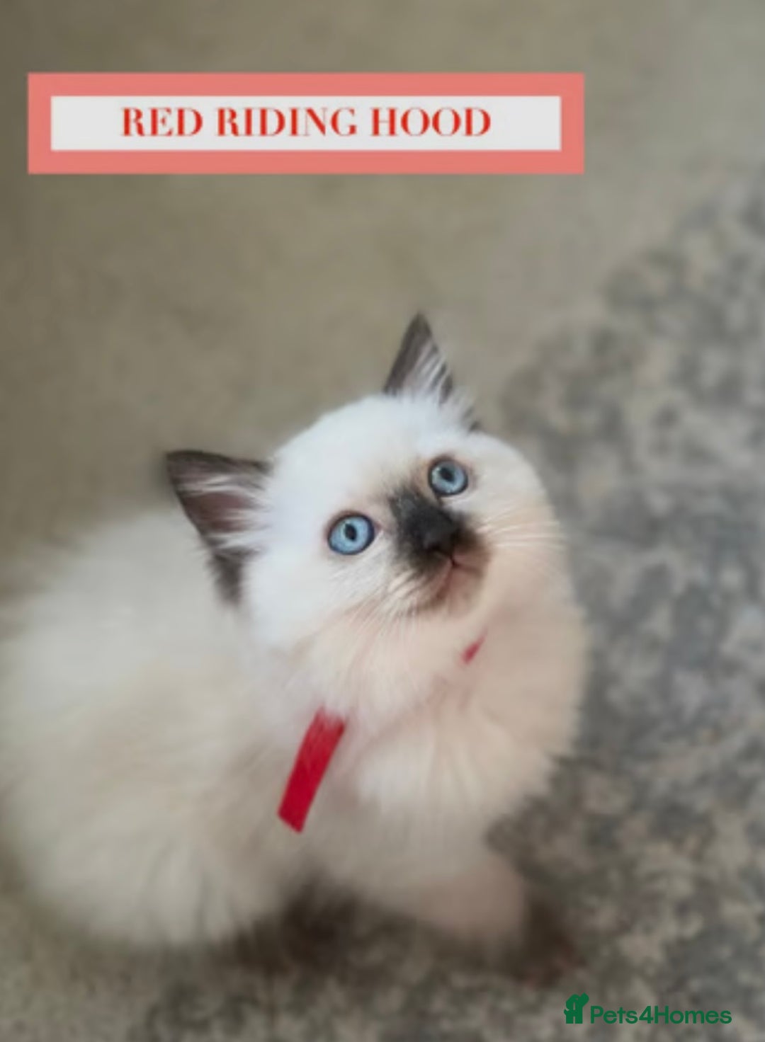 Munchkin cats for sale: Munchkin kittens - Image 6