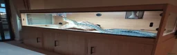 Python Snake reptiles for sale: Adult Coastal Carpet Python with Vivarium&Cabinet - Advert 5