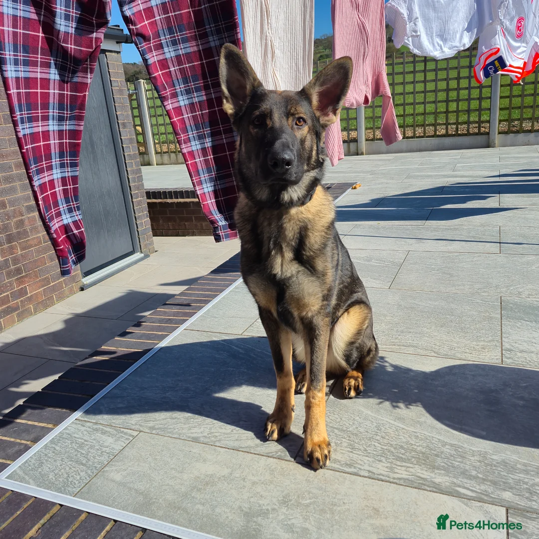 German Shepherd dogs for sale: German shepherd male dog 7 months old - Advert 1