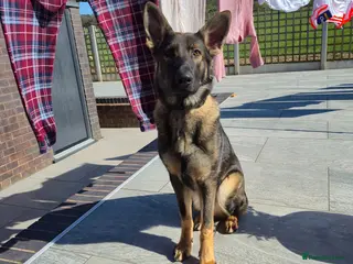 German Shepherd dogs German shepherd male dog 7 months old - Advert 1