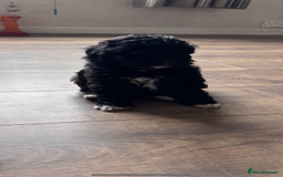 Bordoodle dogs for sale: Beautiful border collie x miniature poodle puppies - Image 7