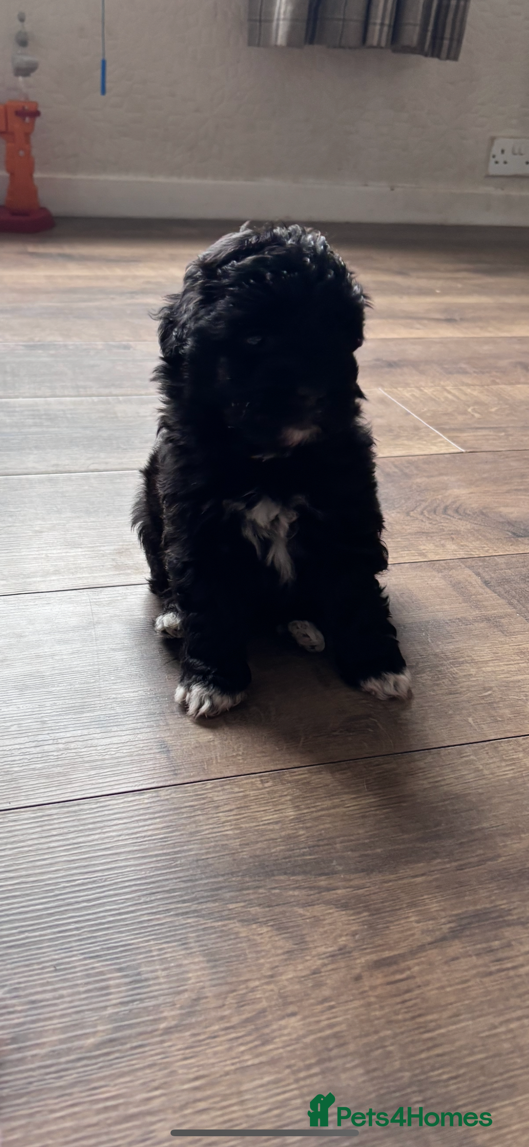Bordoodle dogs for sale: Beautiful border collie x miniature poodle puppies - Image 7