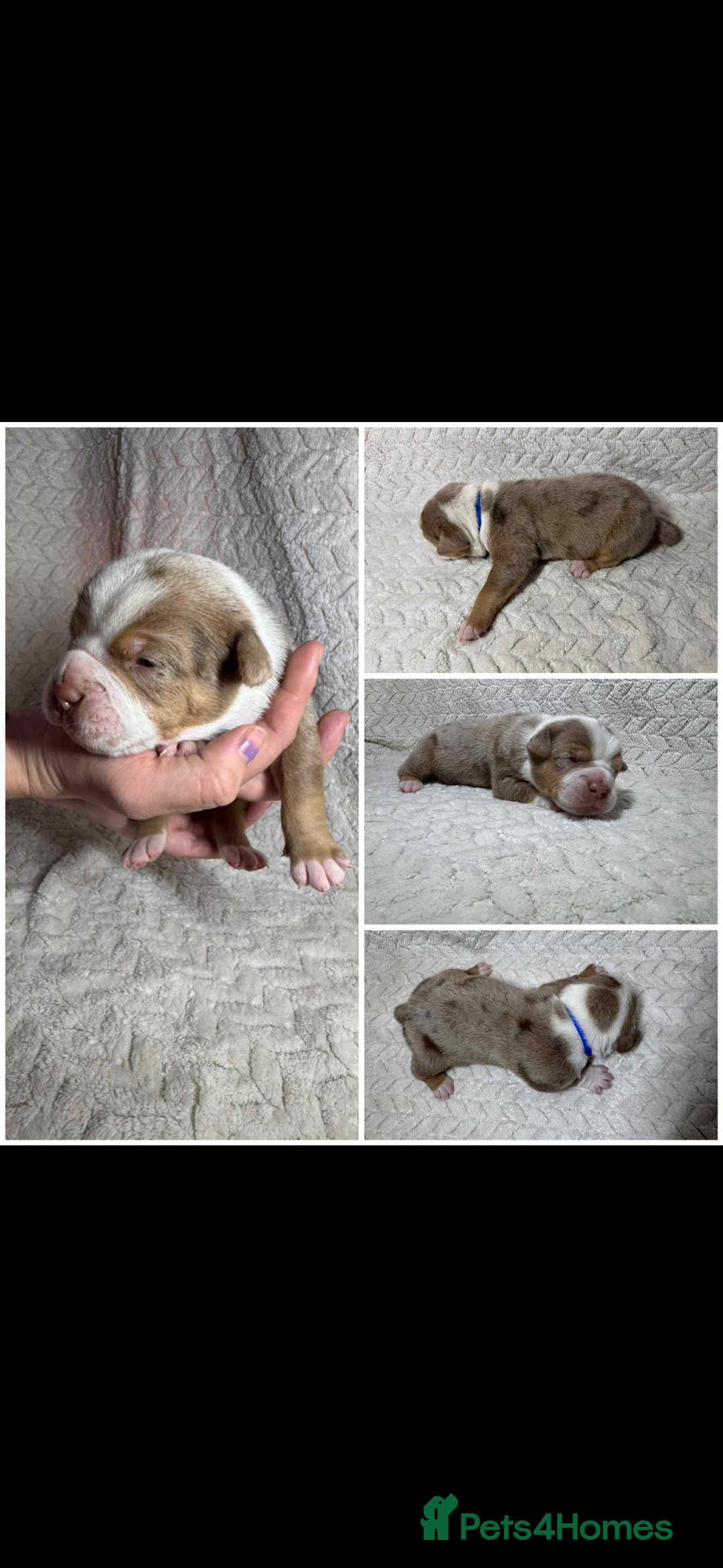 Old Tyme Bulldog dogs for stud: Stunning Visual Fluffy Chocolate Merle - Advert 9