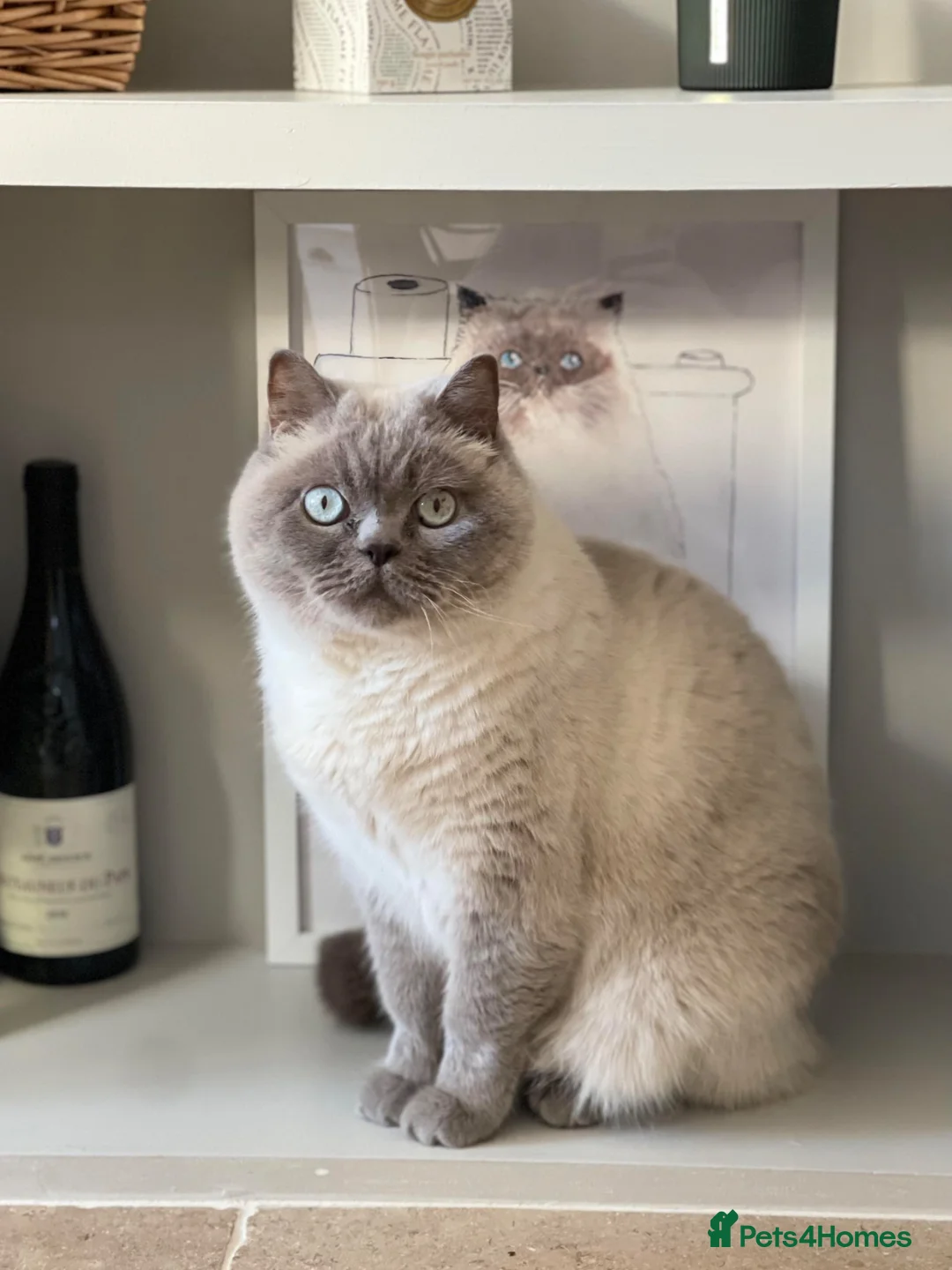 Persian cats for sale: Beautiful Persian cat looking for a loving home - Advert 5