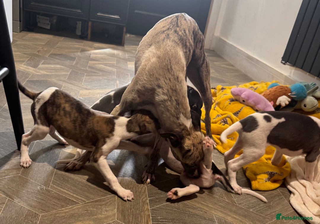 Whippet dogs for sale: Beautiful whippet puppies ready soon - Image 18
