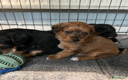 Jackapoo dogs for sale: Adorable Jackapoo puppies for sale !!!! - Image 3