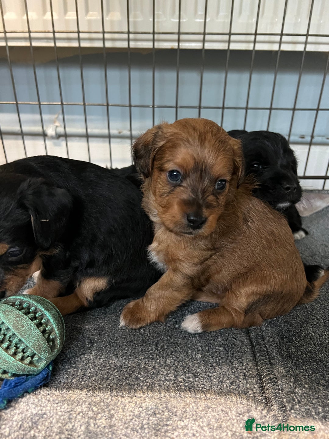 Jackapoo dogs for sale: Adorable Jackapoo puppies for sale !!!! - Image 3