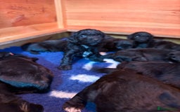 Sproodle dogs for sale: Stunning Sproodles  - Advert 12