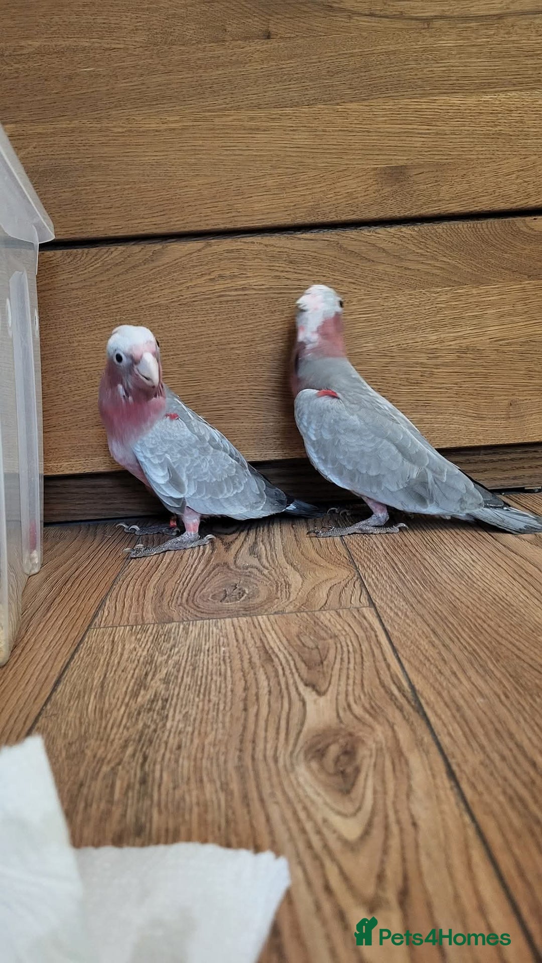 Cockatoo birds for sale: Galah cockatoos babies DNA tested  - Advert 7