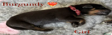 Rottweiler Puppy 10