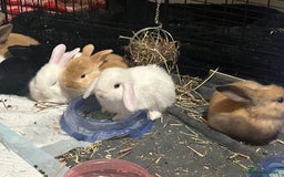 Mixed Breed rabbits for sale: Adorable Mini lop crosses  - Image 12