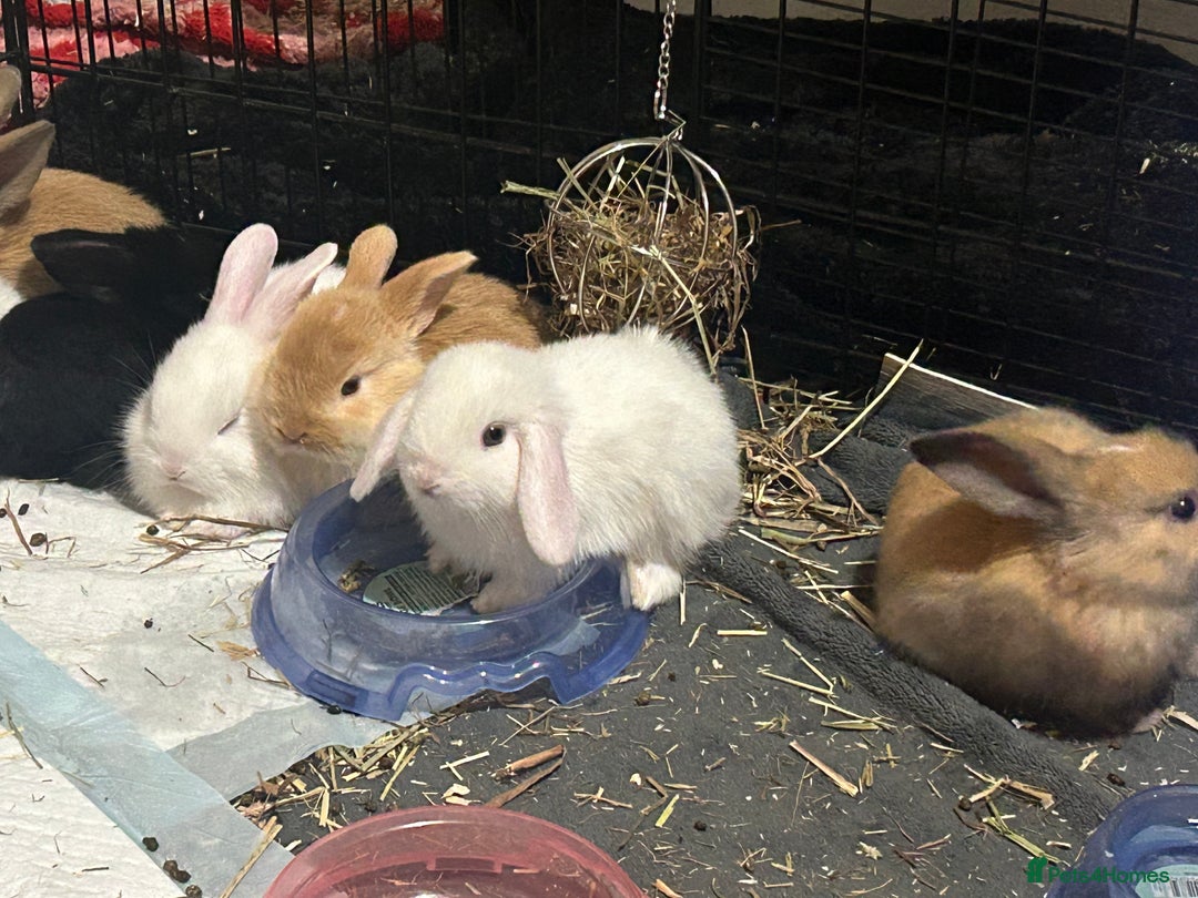 Mixed Breed rabbits for sale: Adorable Mini lop crosses  - Image 12