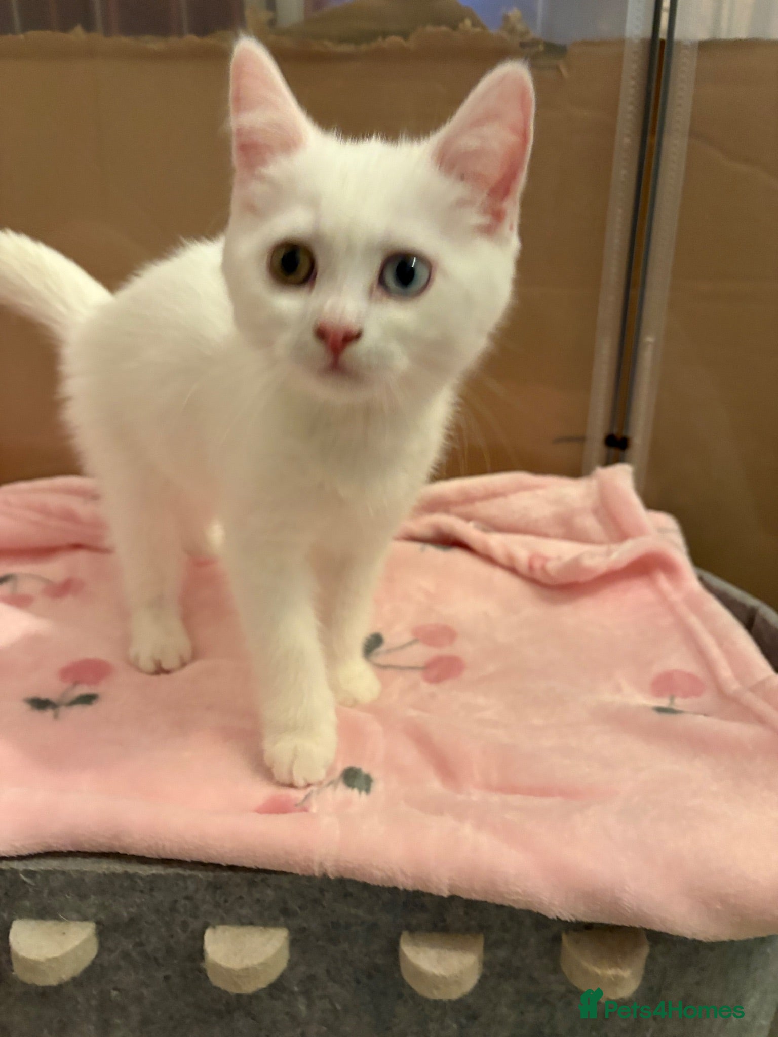 Mixed Breed cats Gorgeous British shorthair x Scottish fold - Advert 1